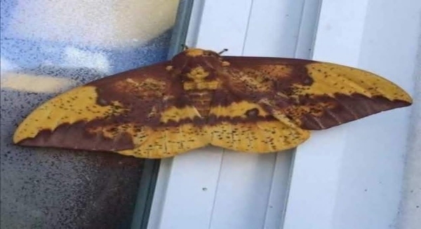 Aydın'da bir kelebeğin sırtında insan silueti görüldü.